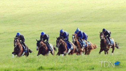 Newmarket Gallops Tour, Part 3
