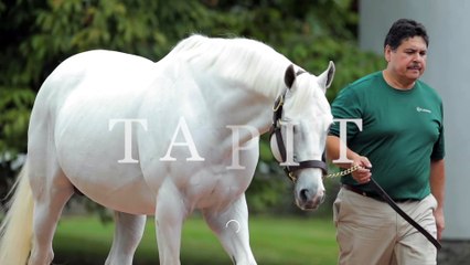 Gainesway - Tapit. 2020.