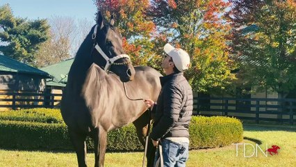 An Unexpected Storybook Ending for Midnight Bisou