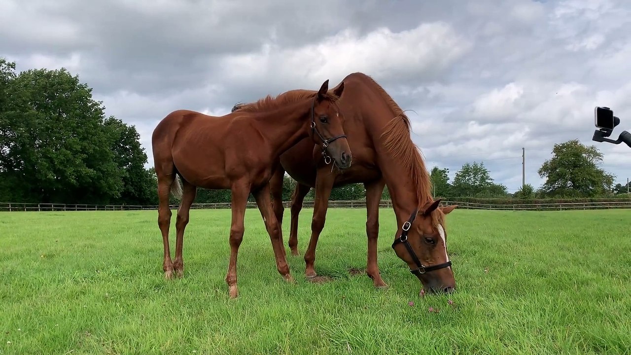 The 2020 Arqana Sales Topper as a foal