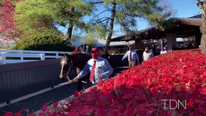 Book 1 Wrap-Up from the 2020 Keeneland November Sale