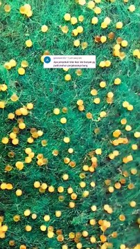 Penyebab telur lele BONOR (gagal menetas) berwarna putih