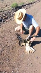 b'Homem pb5e a vida em risco para salvar gavio de serpente venenosa'