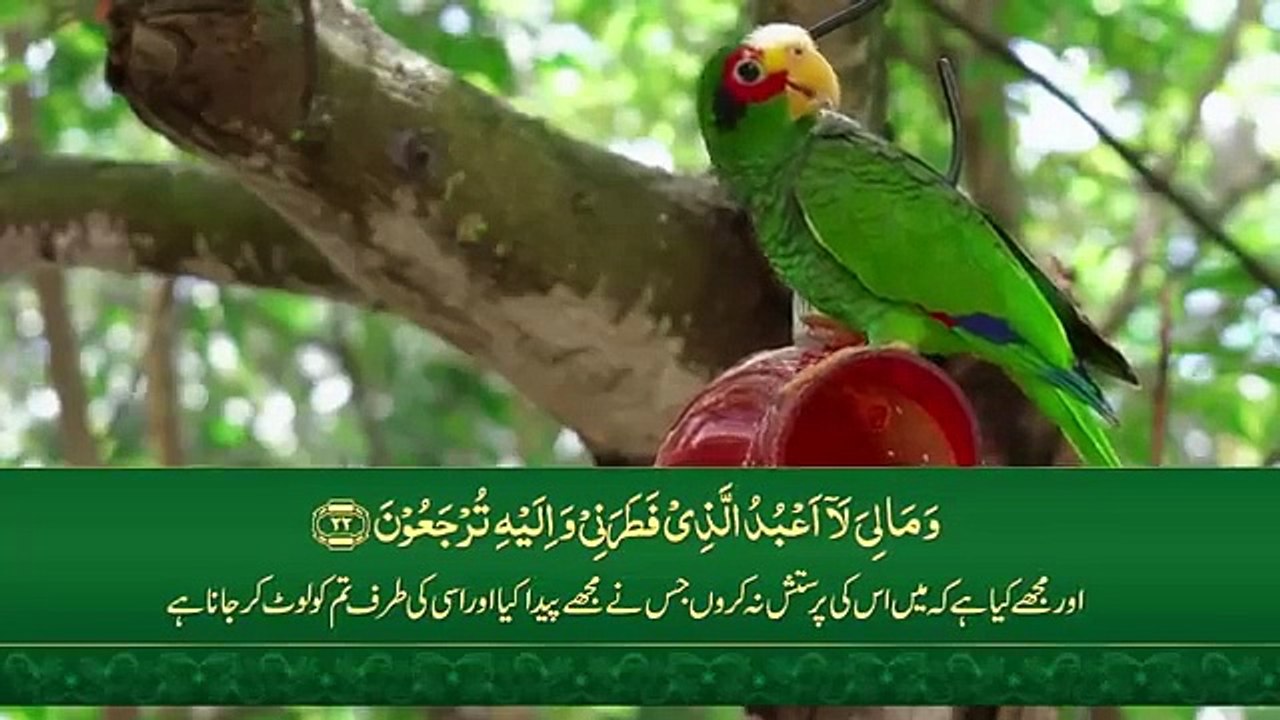 Surah Yasin _ Surat Yaseen with Urdu Translation _ Quran Tilawat Beautiful Voice _ Hindi Tarjuma(360P)
