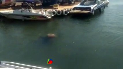 b'Homem a9 atacado por capivara'