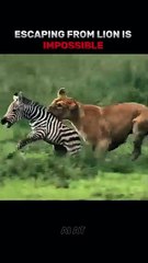 Escaping from lions is impossible _ _animals _lions _shorts()