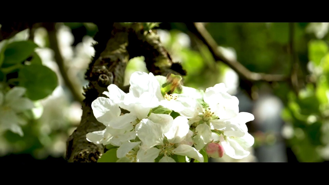 Ein stummer Hund will ich nicht sein | movie | 2025 | Official Trailer