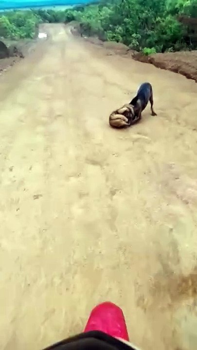 b'Tamandua1 ataca cachorro'