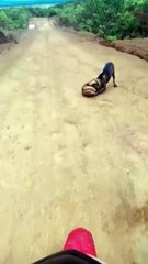 b'Tamandua1 ataca cachorro'