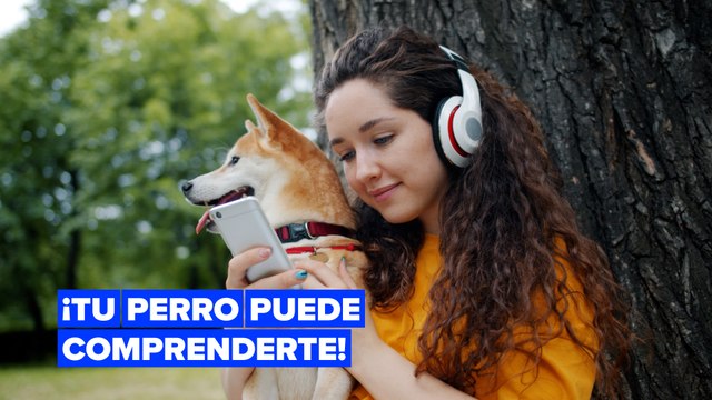 Los perros son capaces de detectar idiomas extranjeros