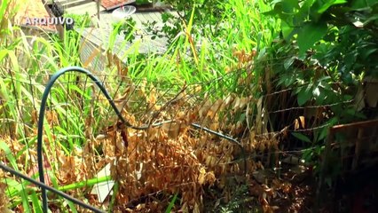 b'COLETIVA SOBRE MORTE DE CRIAN87A EM ALTAMIRA'