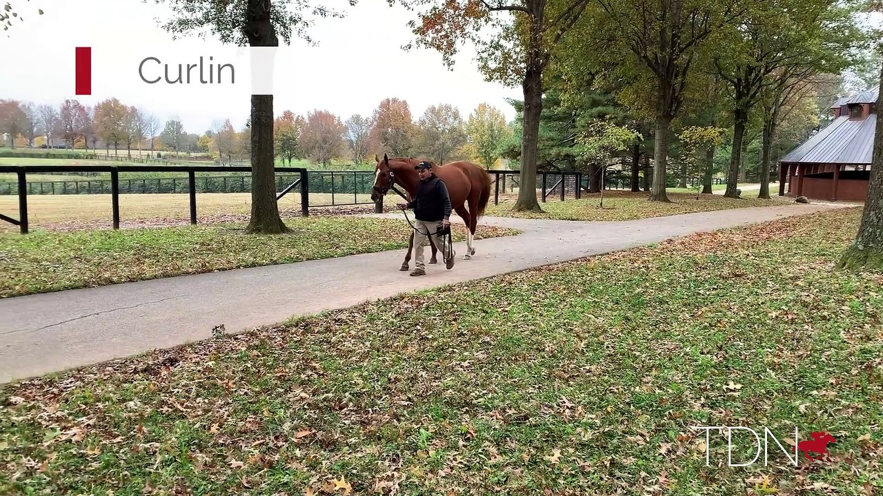 Curlin