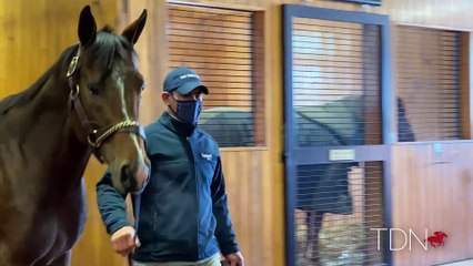 Honest Mischief Brings Blue-Blooded Speed to NY