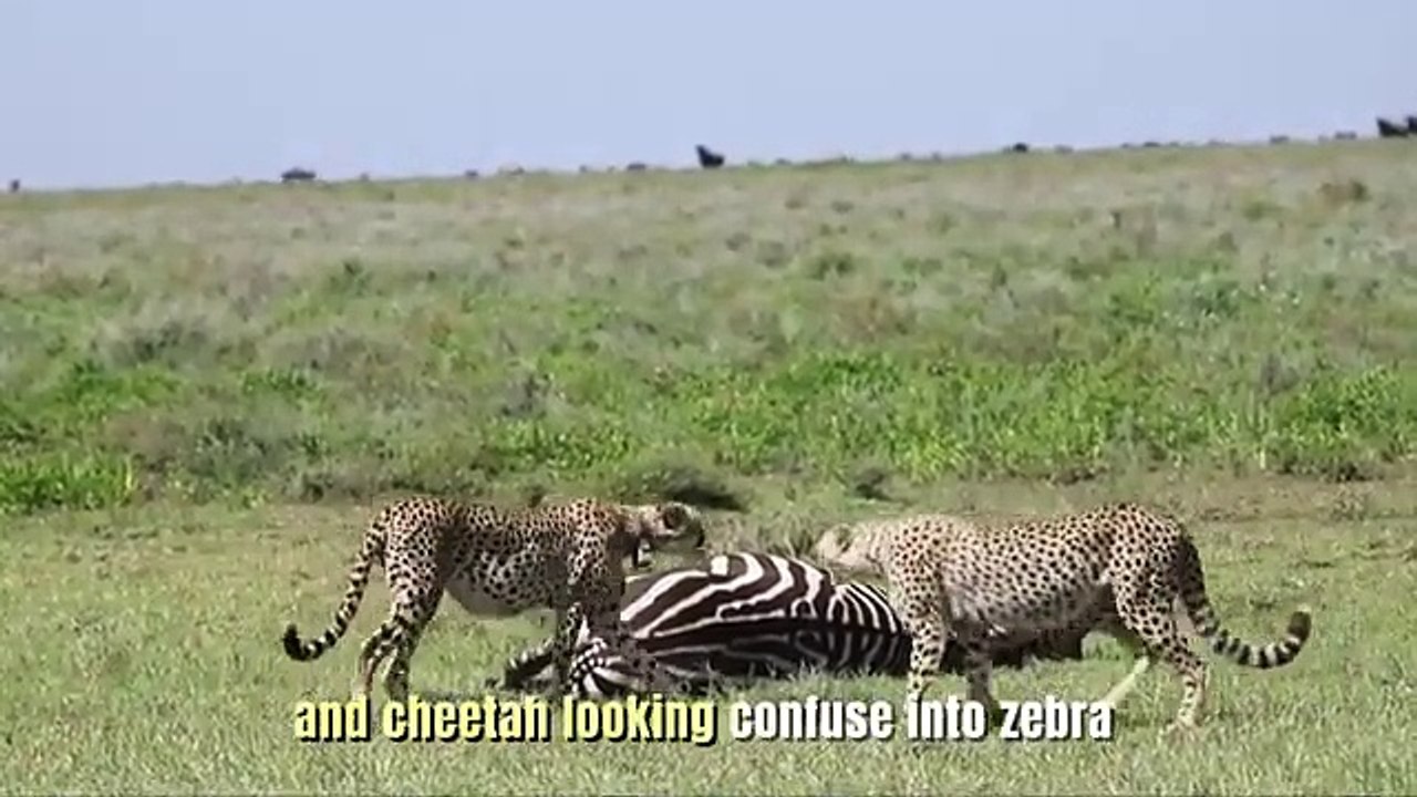 cheetahs attacking and bring down zebra video(360P)