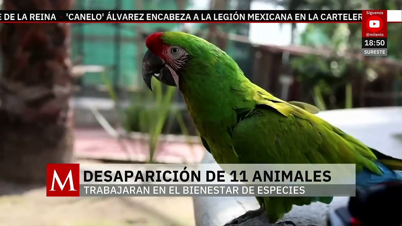 Desaparecen 11 animales y muere una jirafa en el zoológico de Ecatepec | Milenio Hábitat