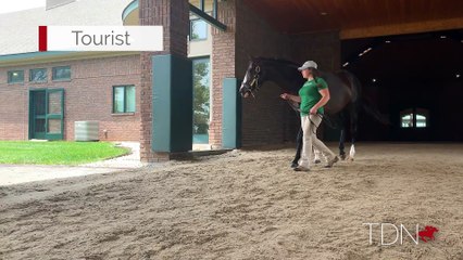 TDN Stallions: Tourist