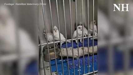 Corellas Recovering After Poisoning Incident 🦜