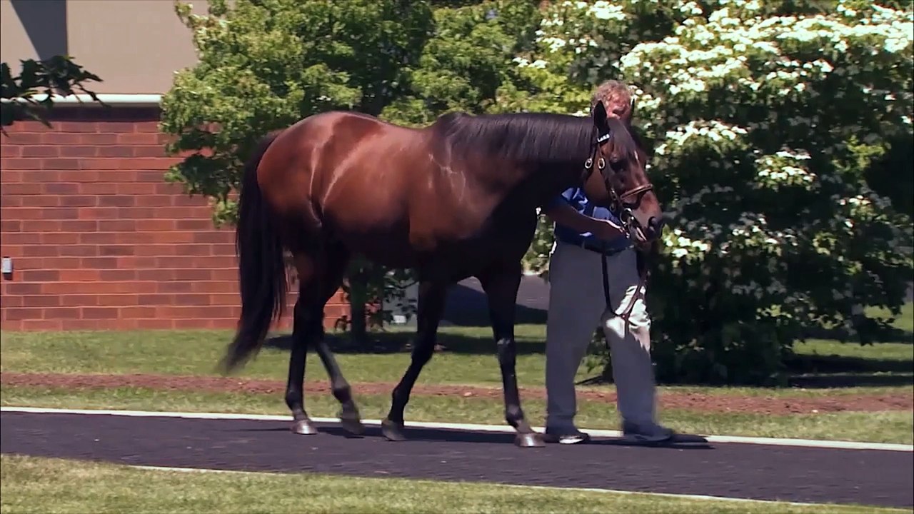 TDN Stallions: Hard Spun