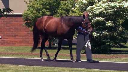 TDN Stallions: Hard Spun