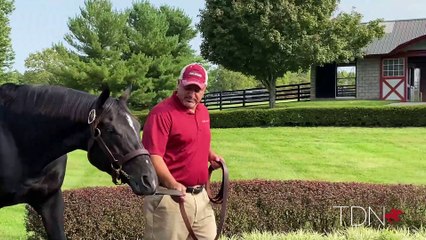 TDN Stallions: Not This Time