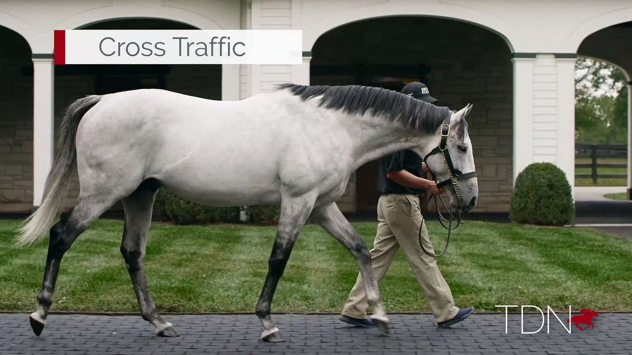 TDN Stallions: Cross Traffic