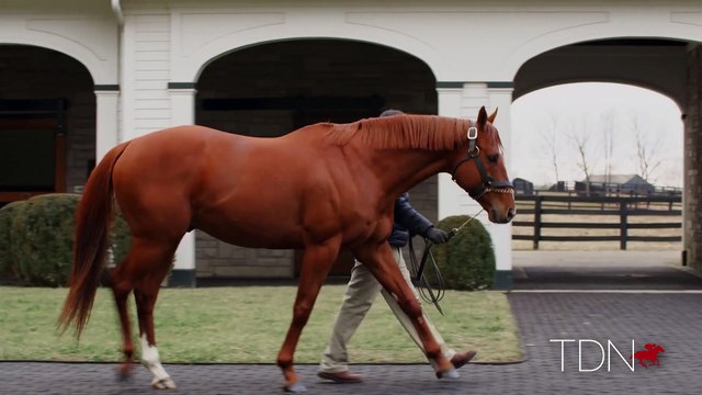 TDN Stallions: Vino Rosso
