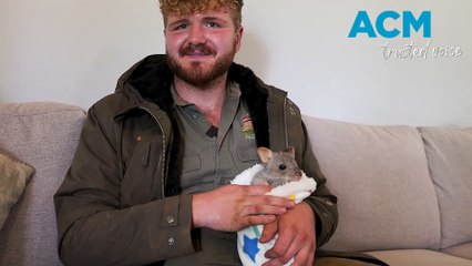 Rescued Aussie Joey Buttercup Finds New Hope with Ranger Riley 🦘