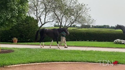 TDN Stallions: Honor AP