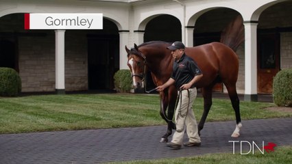TDN Stallions: Gormley