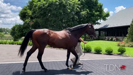 TDN Stallions: Army Mule