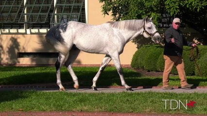 TDN Stallions: The Factor