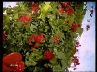 Algoflash Nain de jardin