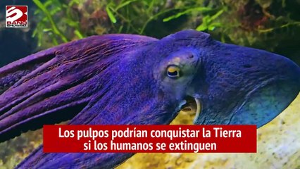 Los pulpos podrían conquistar la Tierra si los humanos se extinguen