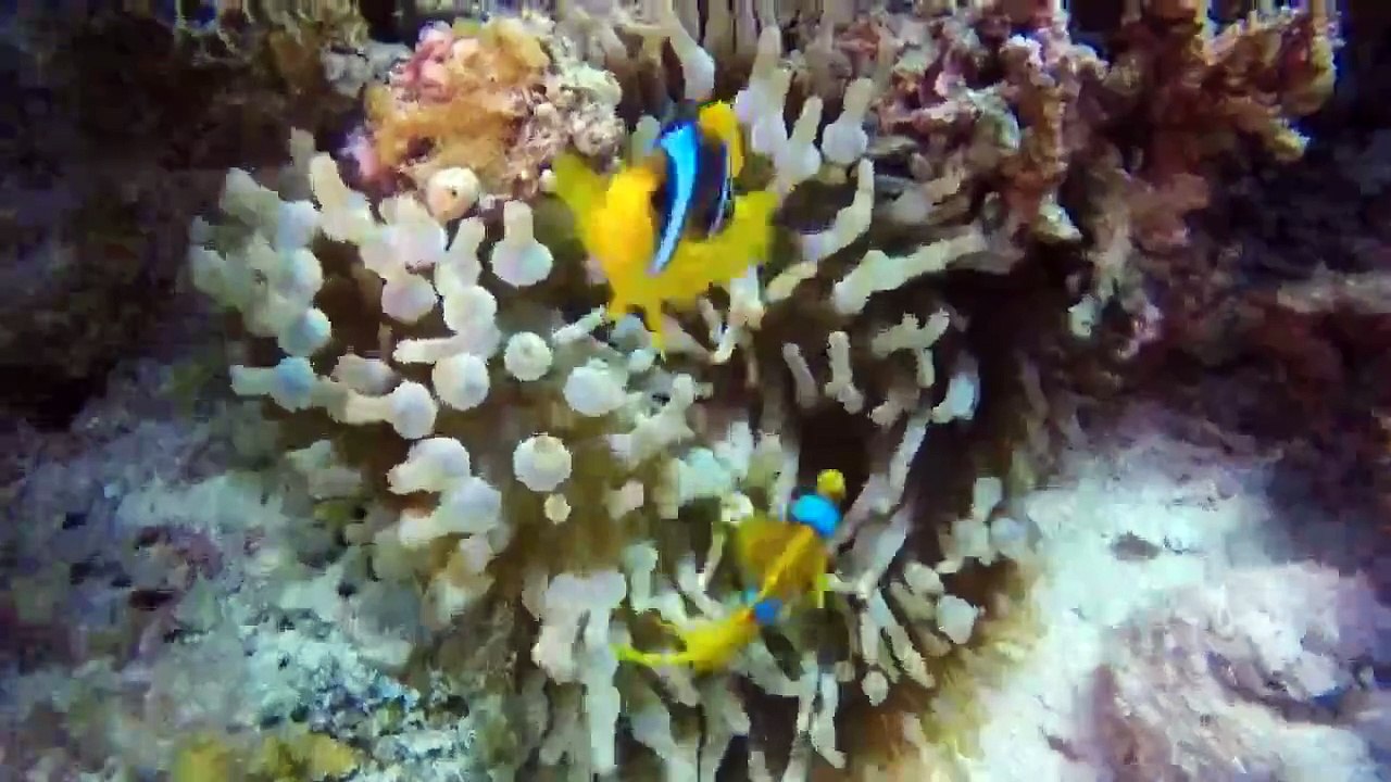 FISH 2