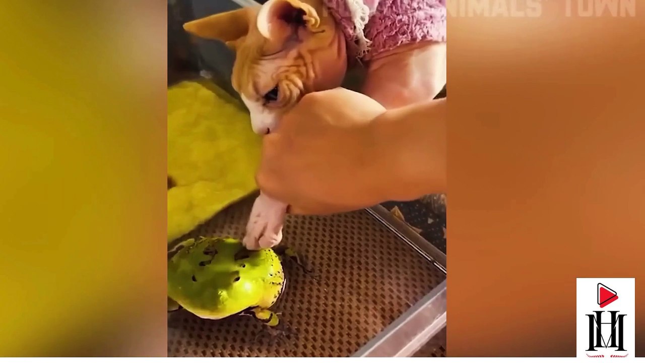 Funniest Cats and Dogs 🐶🐱  Funny Animals