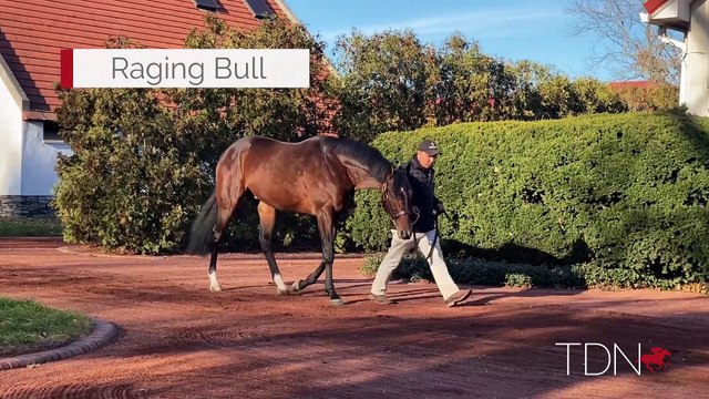 TDN Stallions: Raging Bull