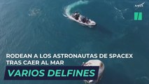 Las simpáticas imágenes de varios defines rodeando a los astronautas de SpaceX tras caer al mar