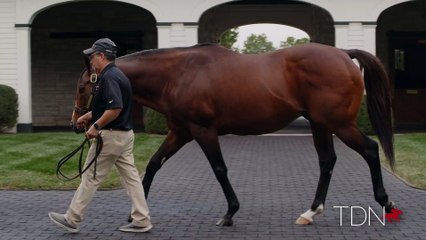 TDN Stallions: Goldencents
