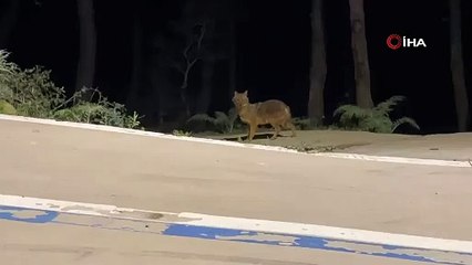 Sinop'ta çakal görüntülendi