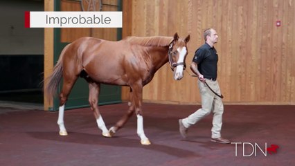 TDN Stallions: Improbable