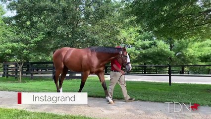 Concrete Rose and Her First Foal by Instagrand