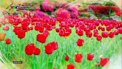 CUỘC SỐNG RỰC RỠ - TẬP 28 - VTV3 THUYẾT MINH - PHIM HÀN QUỐC - CUOC SONG RUC RO