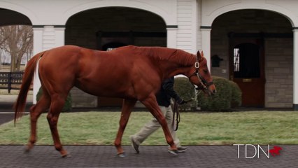 TDN Stallions: Vekoma