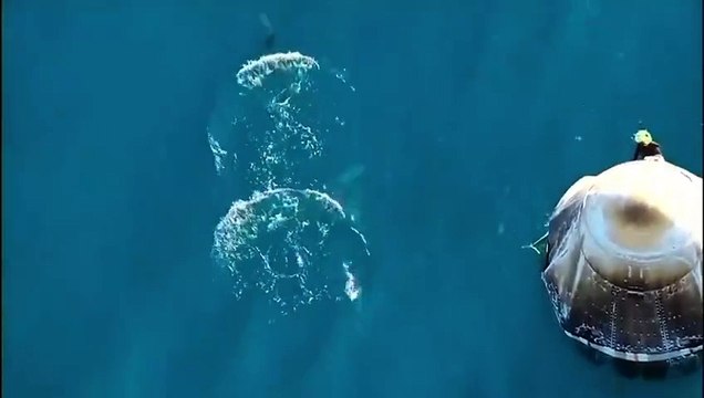 Astronautas chegaram seguros à Terra e até foram recebidos por golfinhos