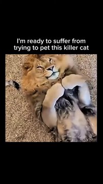 Music & memes – the perfect combo! 🎶🤣#kitty #lion #cutecat