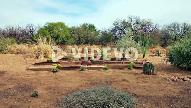 Arizona Sonoran desert cactus garden, panning shot