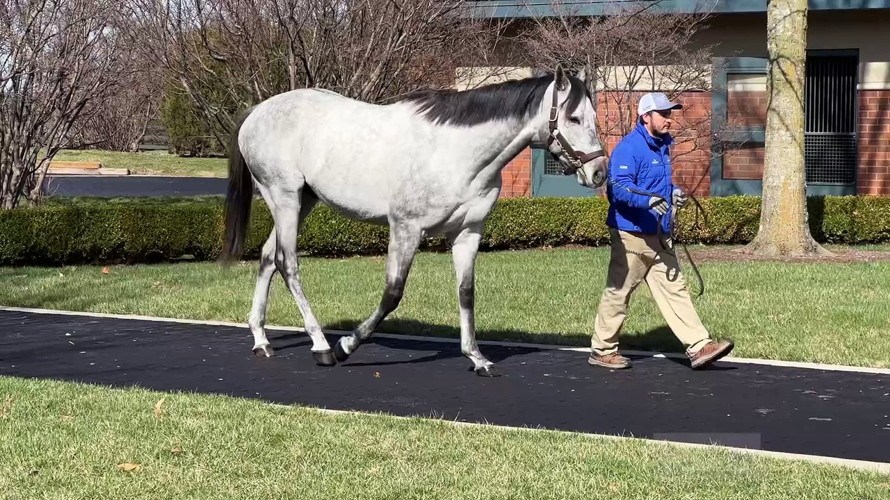 TDN Stallions: Essential Quality