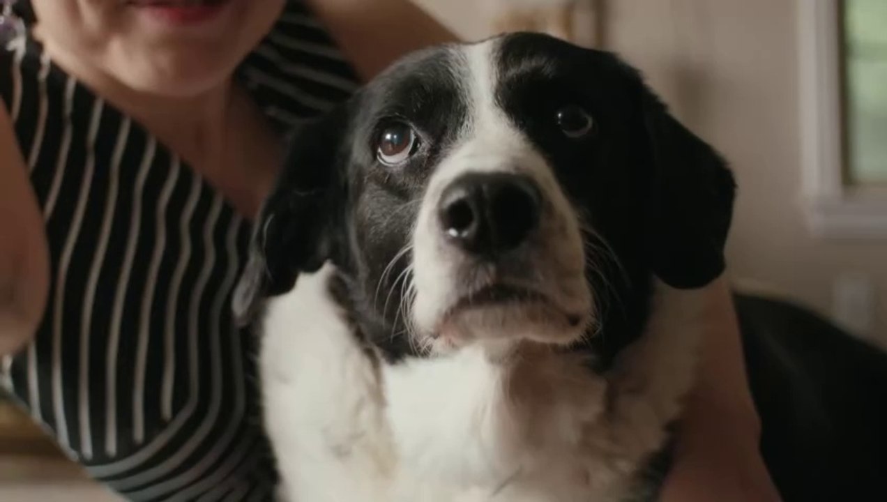 Dogs Are People Too Trailer OV