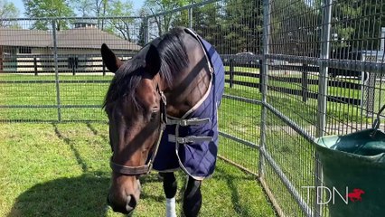 Life Is Good and Country Grammer Thriving at WinStar Farm