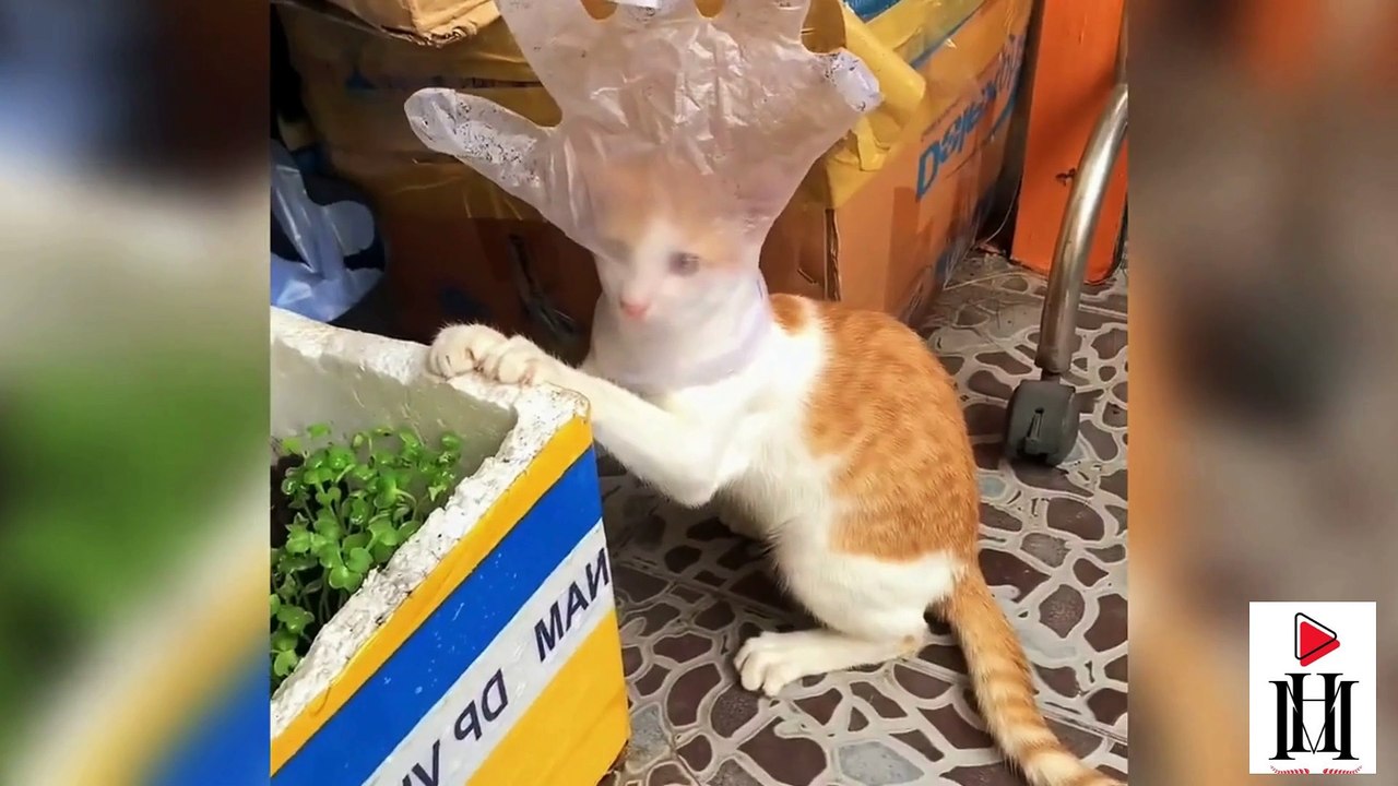 Funny Cats 🤣😂 Funny Videos Animals